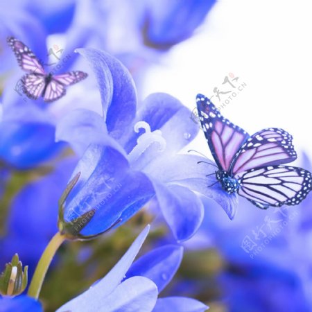 清新紫色花朵蝴蝶背景图