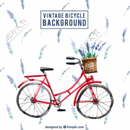 水彩画的老式自行车与薰衣草的背景