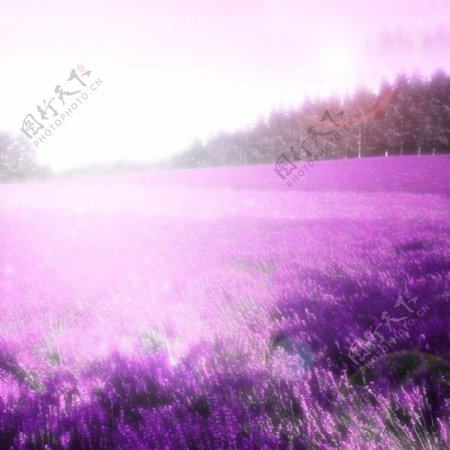 紫色薰衣草唯美梦幻背景
