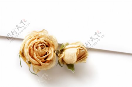 婚礼玫瑰花背景图片