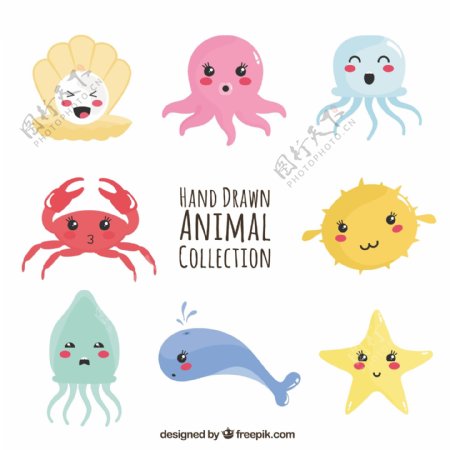 海洋动物的有趣收藏