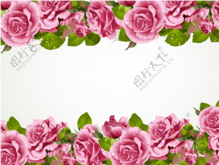 玫瑰花背景图片素材