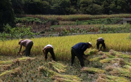 传统收割稻谷