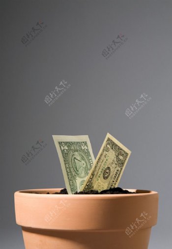 花盆中的美元