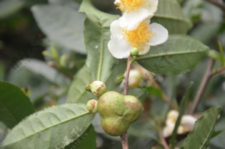 油茶花