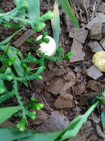 雨后小蘑菇