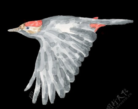 手绘正在飞翔的小鸟透明装饰图案