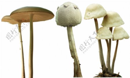 植被香菇蘑菇