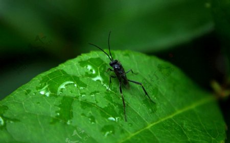 雨季