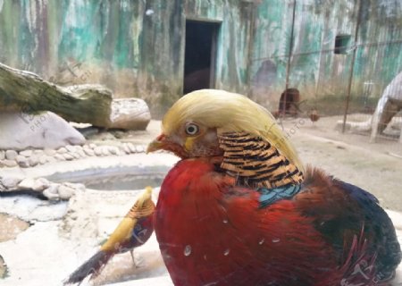 野生動(dòng)物園