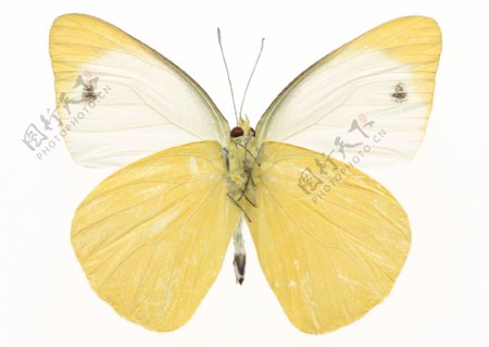 黄色蝴蝶
