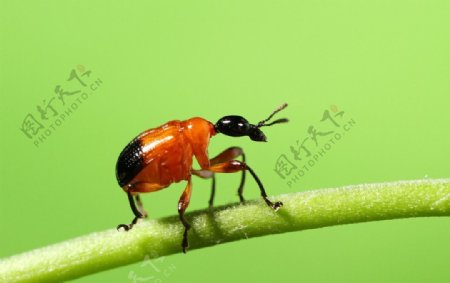 昆虫微距摄影卷叶象甲