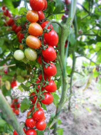 小西红柿番茄