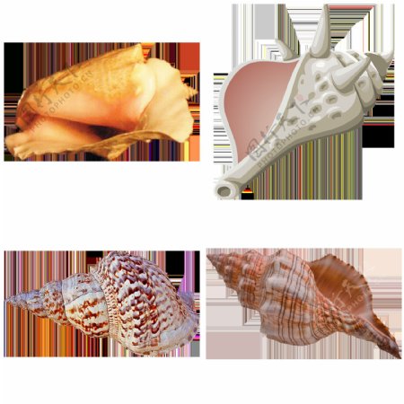 四个海螺壳免抠png透明图层素材