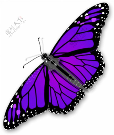 展开翅膀的紫色蝴蝶免抠png透明素材