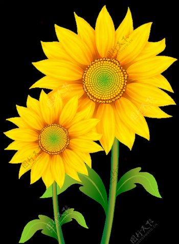 两朵漂亮太阳花免抠png透明图层素材