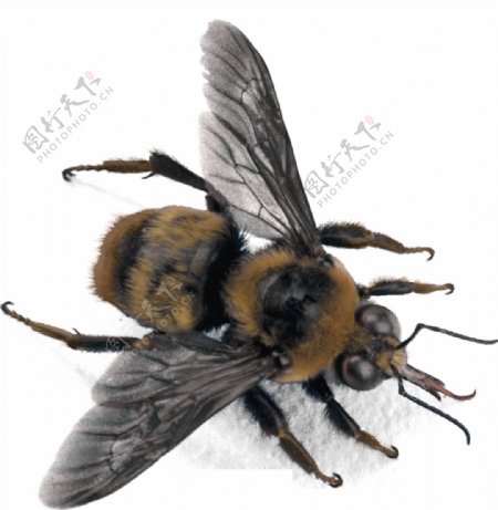 蜜蜂高清图片免抠png透明图层素材