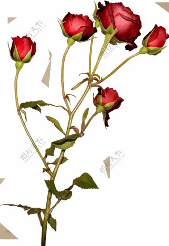 玫瑰花素材图片