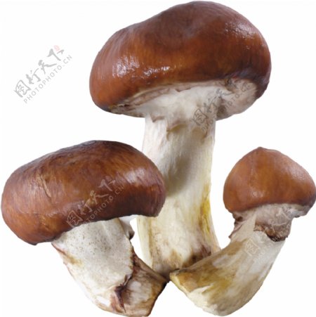 新鲜蘑菇免抠png透明图层素材