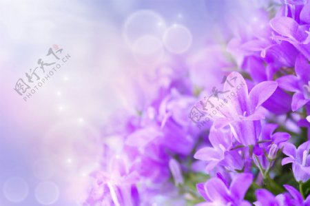 紫色浪漫装饰画效果图