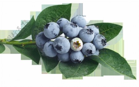 爽口蓝莓透明水果素材