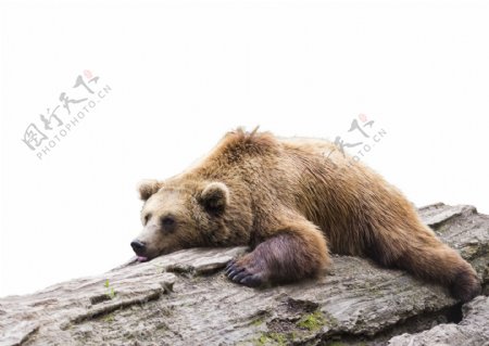 趴在石头上的熊动物