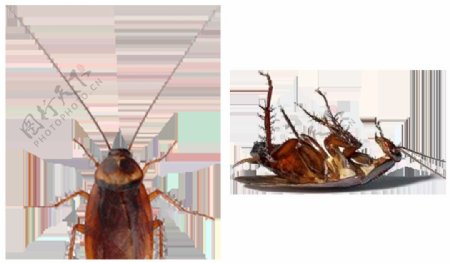 蟑螂高清图片免抠png透明图层素材