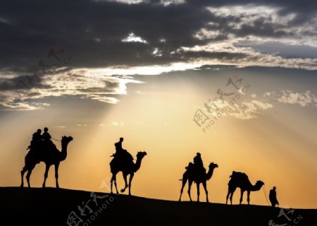 夕阳下的骆驼行人