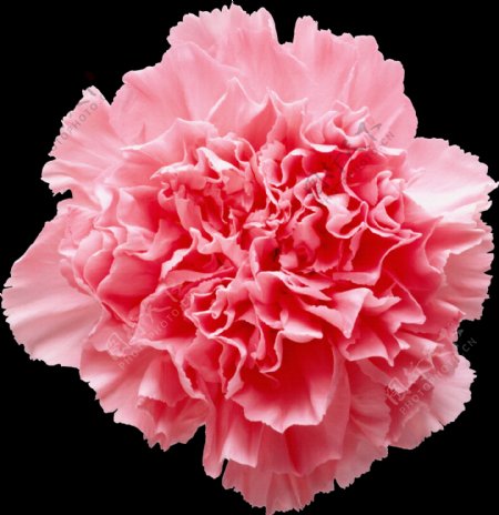 粉红色康乃馨png透明素材