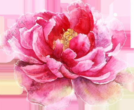 立体粉色优雅花卉卡通透明素材