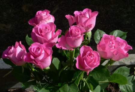 玫瑰特写粉红色花卉
