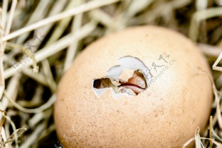 孵化鸡蛋