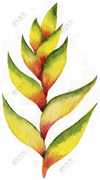 水彩手绘一株黄色花草png透明素材