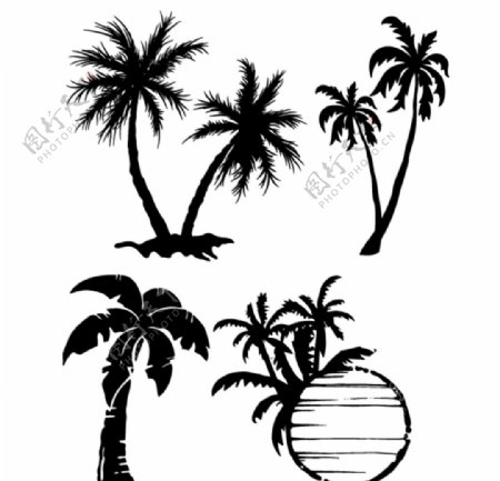 矢量椰子树