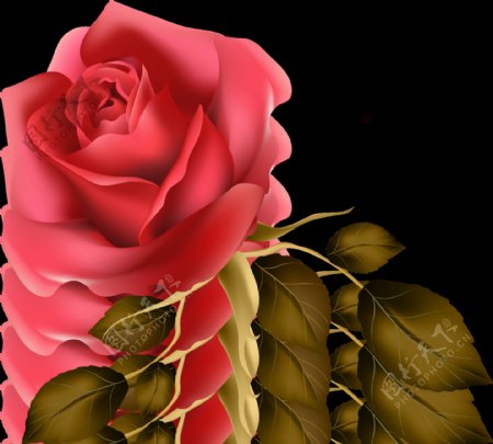 酒红玫瑰透明装饰素材