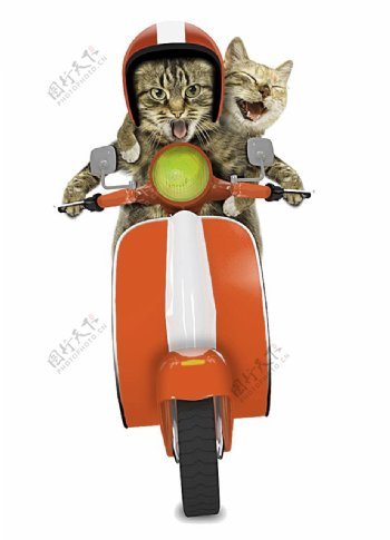 骑车的卡通猫咪素材
