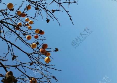 秋天的柿子树挂满了果实
