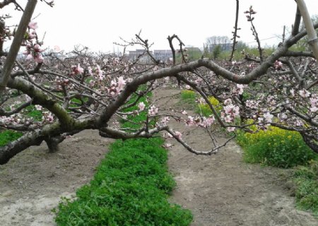 盛开的桃花林