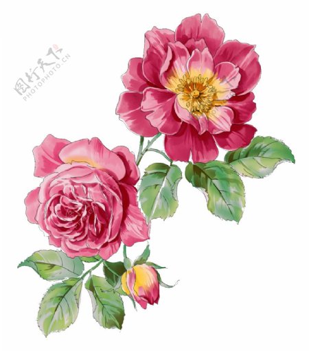 两朵红艳艳的玫瑰花透明素材
