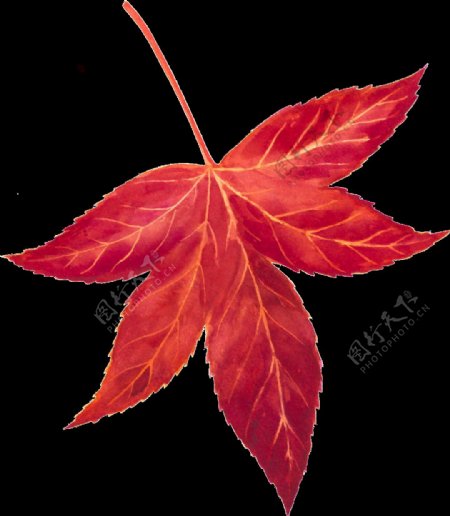 一片秋天的红色树叶矢量素材