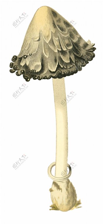 手绘奇怪的野生蘑菇透明装饰素材