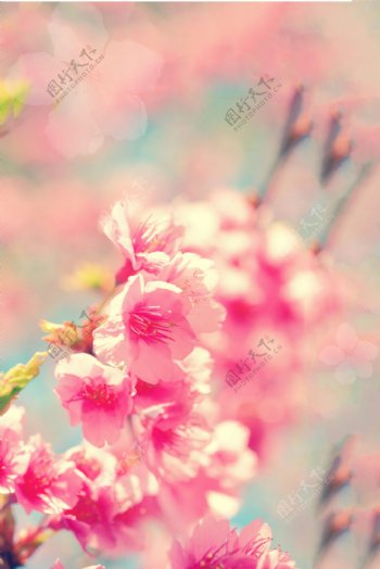 粉色花朵春季海报背景设计