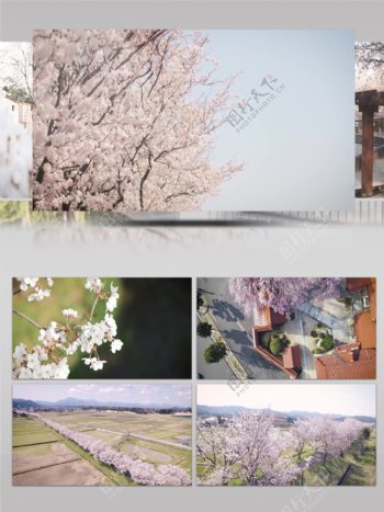 唯美春季旅游踏青樱花景点展示