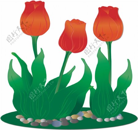 手绘花之红色花朵郁金香可商用元素