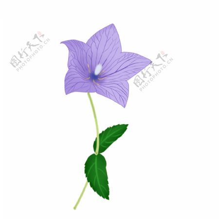 手绘花桔梗花紫色花植物花朵