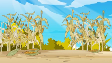 秋季玉米地背景素材