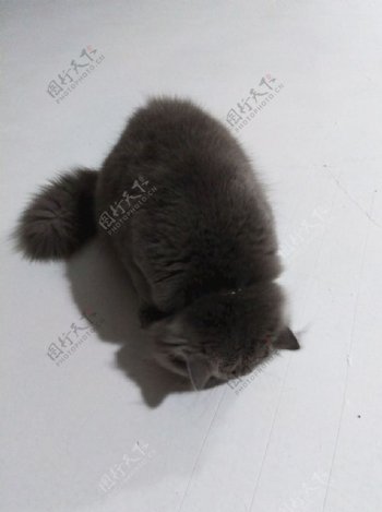 灰猫猫咪懒猫肥猫
