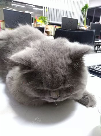 猫猫咪宠物办公室猫灰猫