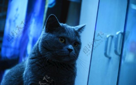 虎斑猫蓝猫大胖烟头
