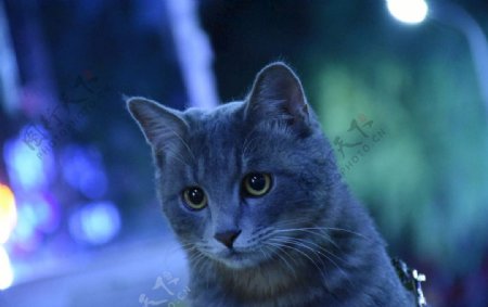 猫蓝猫虎斑猫